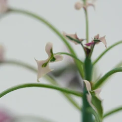 Senecio Articulatus F. Variegata - 8,5cm