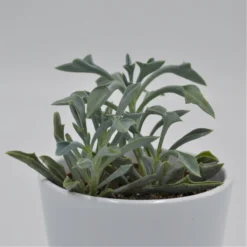 Senecio Kleiniiformis - 8,5cm