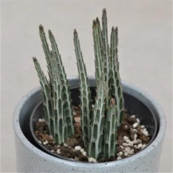 Senecio Stapeliiformis - 10,5cm