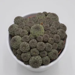 Sulcorebutia Rauschii - 10,5cm