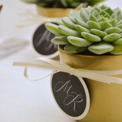 Übertopf GOLD Für 6cm Sukkulenten 8 Übertopf GOLD Für 6cm Sukkulenten -Pflanzfreu Verkaufsgeschäft uebertopf gold fuer 6cm sukkulenten2