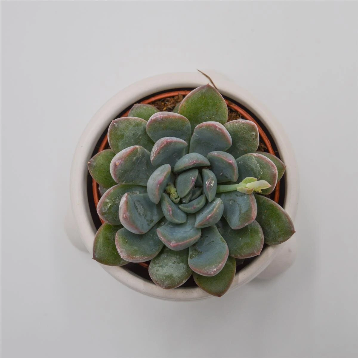 Übertopf ROWENA Für 6cm Sukkulenten 2 Übertopf ROWENA Für 6cm Sukkulenten – Bild 2