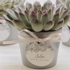 Übertopf SILBER Für 6cm Sukkulenten