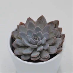 X Graptoveria Lulu - 9cm
