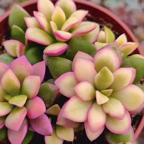 Pflanzfreu Verkaufsgeschäft -Pflanzfreu Verkaufsgeschäft 1000510172 fba405ca3dc265d9c917296108380681 480 0