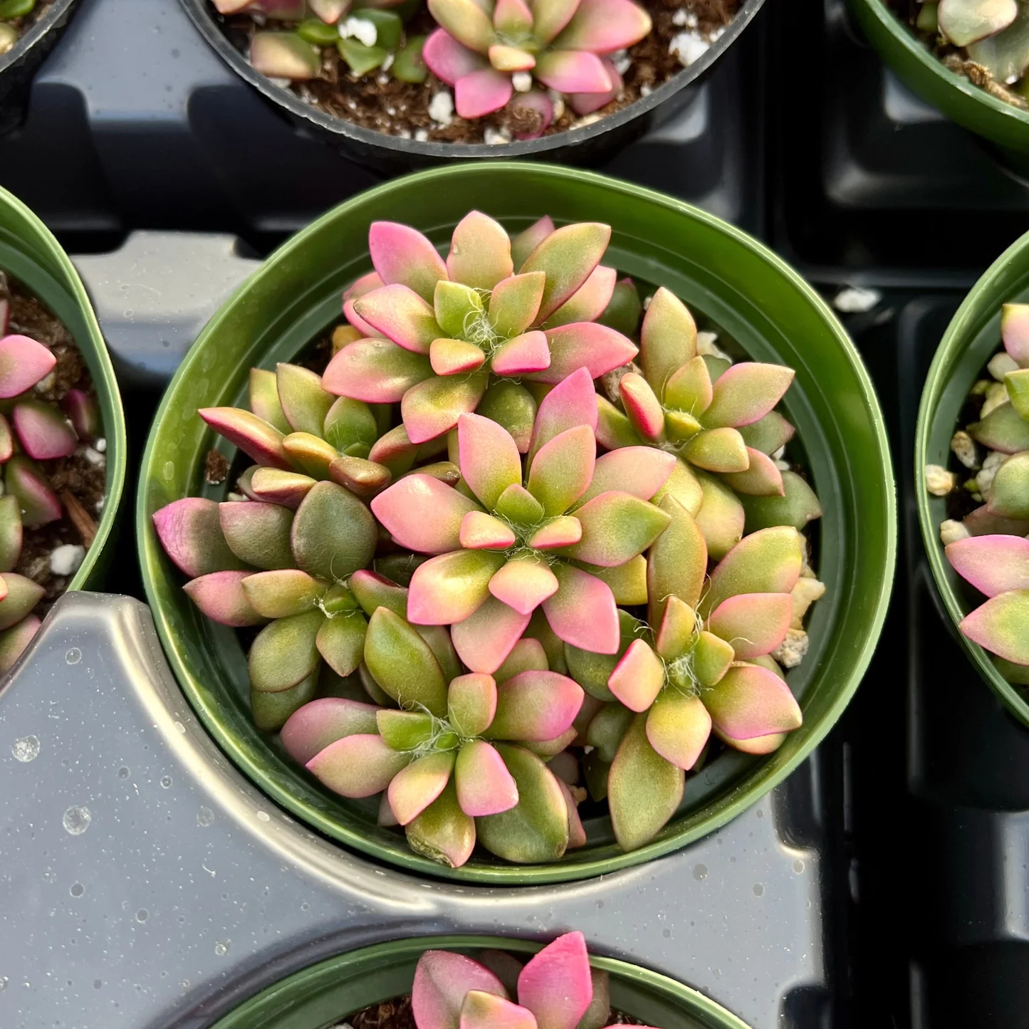 Pflanzfreu Verkaufsgeschäft -Pflanzfreu Verkaufsgeschäft B10A624B 217C 4D62 BD04