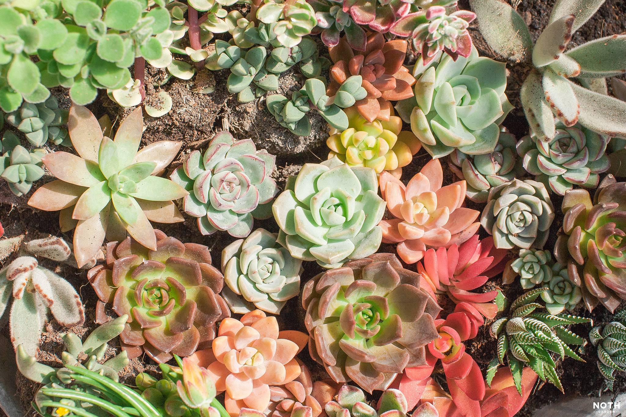 Pflanzfreu Verkaufsgeschäft -Pflanzfreu Verkaufsgeschäft noth garden blog sen da