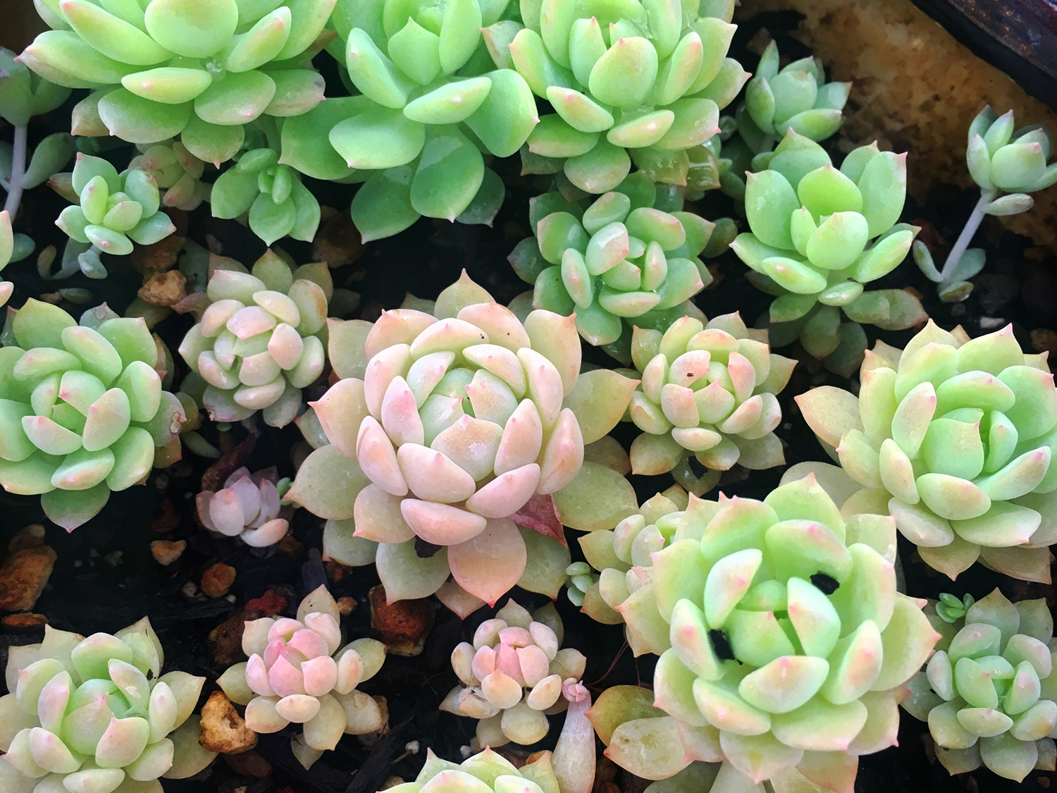 Pflanzfreu Verkaufsgeschäft -Pflanzfreu Verkaufsgeschäft sonnig